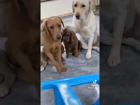 مين الي اكل الكرسي