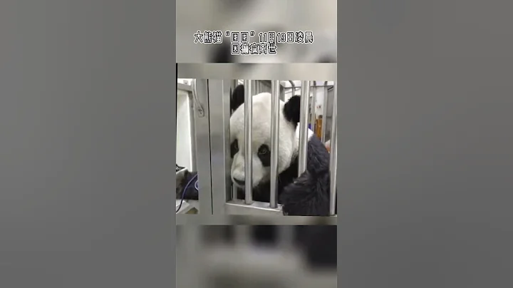 团团走了，它是马英九时期大陆送去台湾的，那个时期也是两岸关系比较好的时期。团团的一生真的就好像两岸关系#大熊猫 #台湾 #大陆 - 天天要闻
