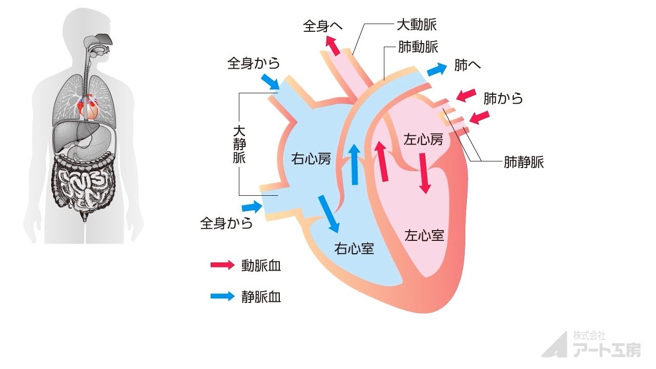 進化：人間の心臓は直立歩行と熱ストレスに適応したと研究が示唆