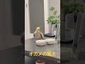 ご飯食べながらちょいちょいドヤる親分さんw