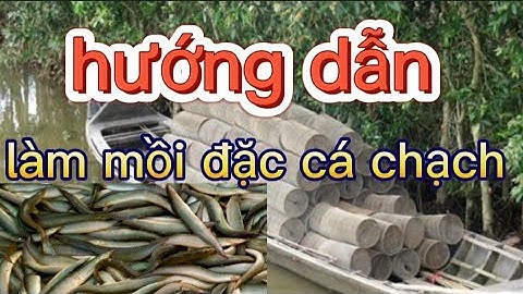 hướng dẫn làm mồi đặc cá chạch đồng