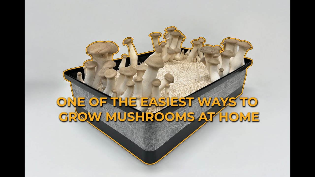 Самый простой способ выращивать грибы дома с помощью Max Yield Bin