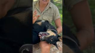 Turd the dingo! Check out part 2! 👉 #australia #wildlife #dingo Turd the dingo! Check out part 2! 👉 #australia #wildlife #dingo