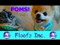 The Funniest and Cutest Pomeranians!