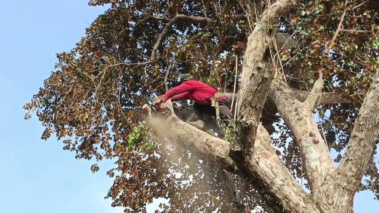 Cưa cây vú sữa mica, Gần nhà siêu to. Cưa cây kỹ thuật cao