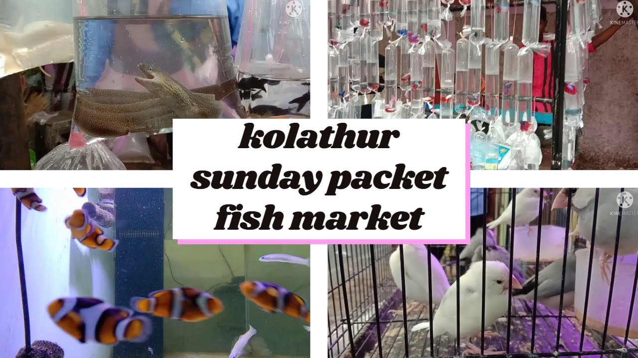 Kolathur Fish Market Kolathur sunday market in tamilkolathurfishmarket packetfishintamil