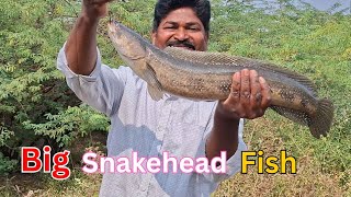 Download Lagu BIG SIZE SNAKEHEAD FISHING CATCHING THE BEST VILLAGE SNAKEHEAD FISH HUNTING UNBELIEVABLE VIDEO MP3