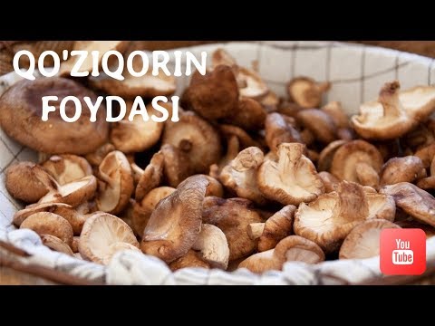 Video: Qo'ziqorinlar Haqida Bilmagan Narsangiz Itingizni O'ldirishi Mumkin