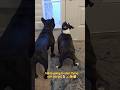 Milo & Odie waiting on mummy. Milos tail is flying 🐕🚁. #frenchie #frenchbulldog #dogs #bostonterrier