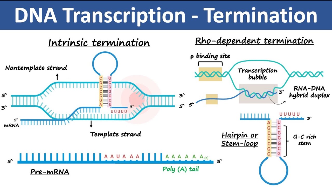 Transcription Termination In Prokaryotes Eukaryotes Biochemistry Youtube