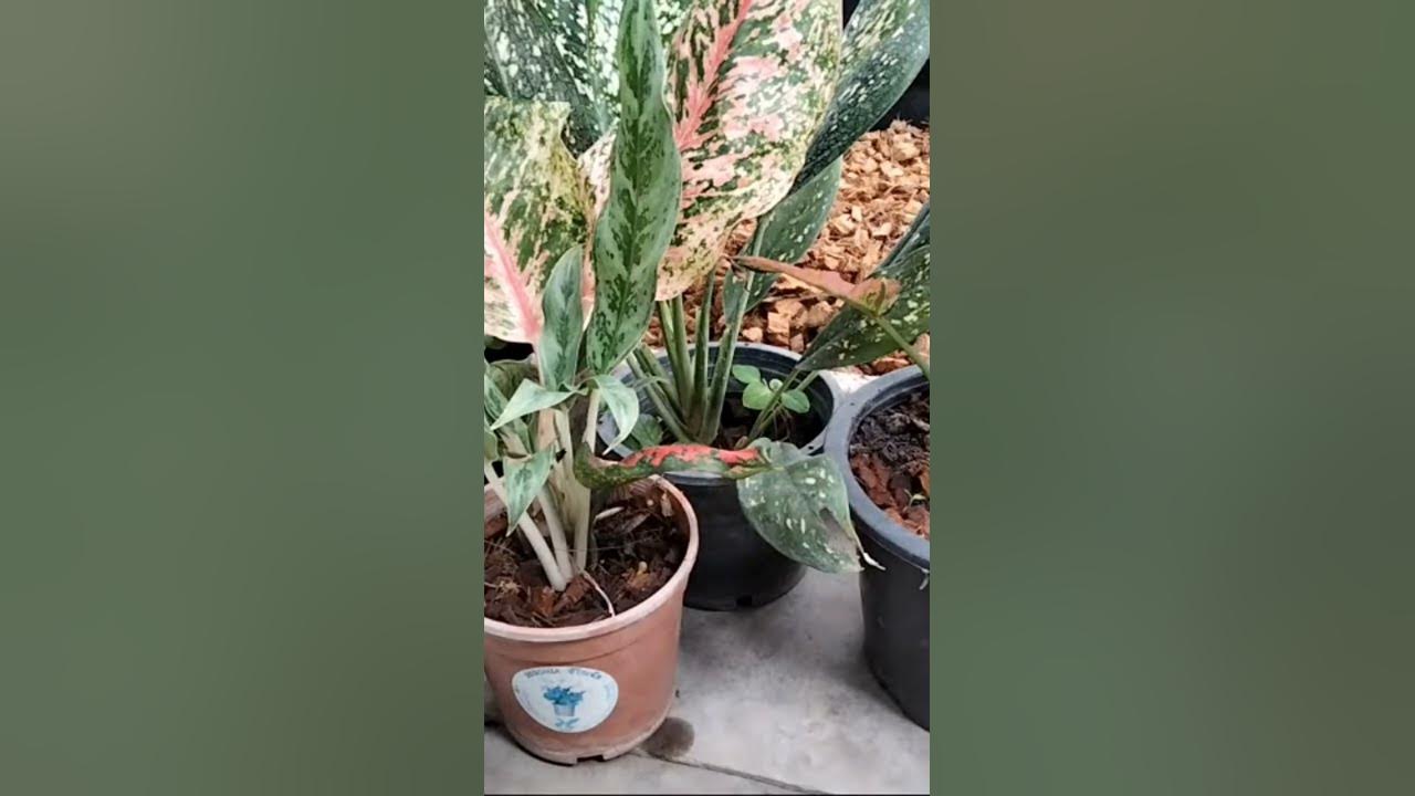 Shorts plant to grow at home,diy plant,planttogrowo - YouTube