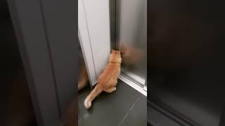 Рыжий котик едет в лифте. Red cat in the elevator.