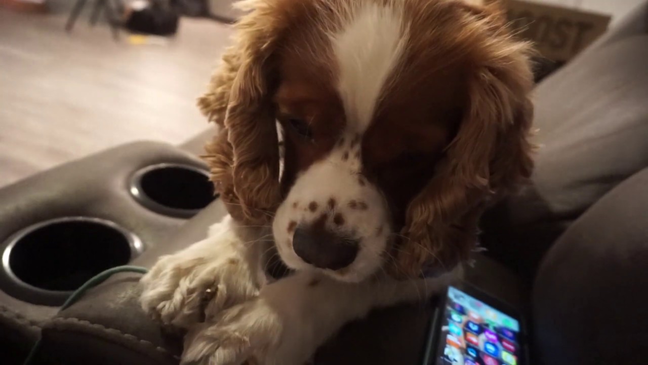 WHAT YOU LOOKING AT DAWG?