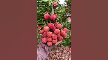 Thăm vườn vải thiều tại Lục Ngạn Bắc Giang #vảithiều #vaithieu #vaithieulucngan