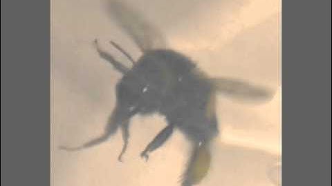 High speed video of bee flapping its wings