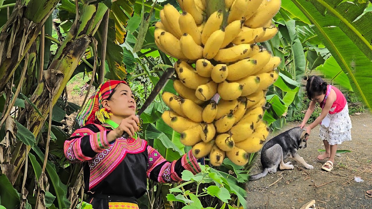 Single mother harvests bananas and pandan leaves to sell at the ...