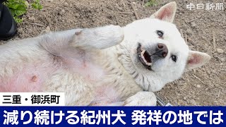 Only two Kishu dogs left in their birthplace - what do long-time