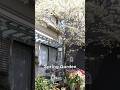 花々が彩る春の庭！春のガーデンツアー　#shorts #春の庭 #ガーデニング