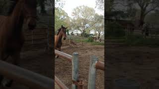 Toussaint FLF First time lunging - trot &amp; canter