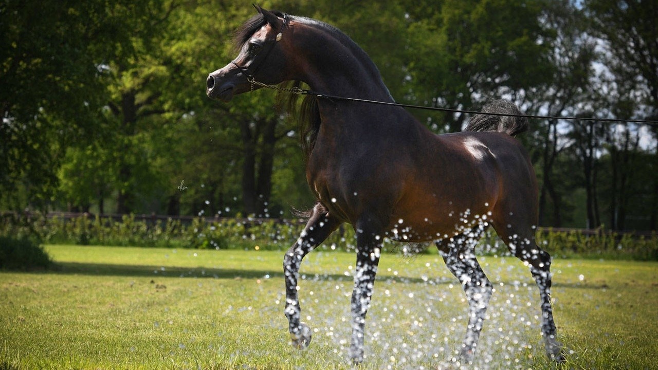 بطل العالم الأسطورة 🏆 وادي الشقب 🏆 ابن الأسطورة الحية مروان الشقب |  wadee al shaqab