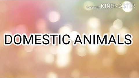 Wild Animals and Domestic Animals | (Bridge course)