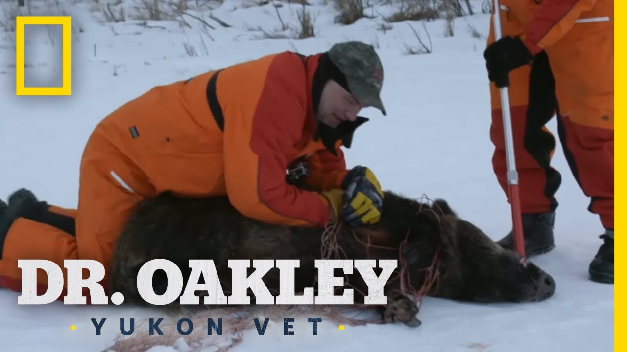 Dr. Oakley, Yukon Vet” Returning For A New Season – What's On Disney Plus