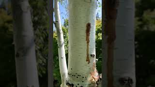 Whats infecting White Birches?