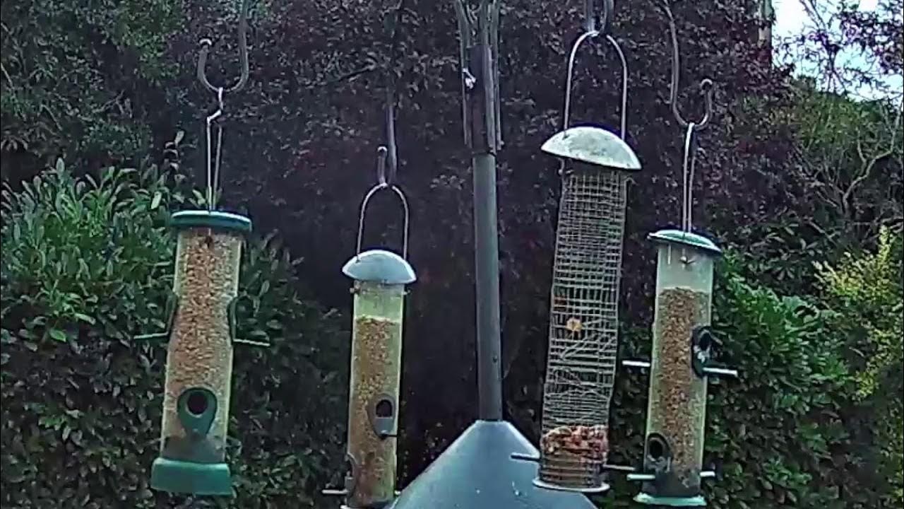 Bird feeder live cam Northwood England Live Stream YouTube