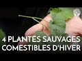 4 plantes sauvages comestibles en hiver 