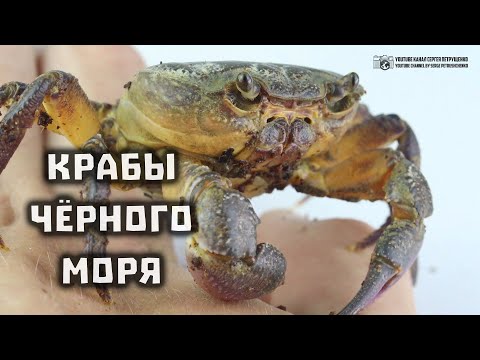 Видео: Есть ли у каменных крабов сезон?