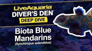 LiveAquaria® Diver’s Den® Deep Dive Biota Blue Mandarins (Synchiropus splendidus)