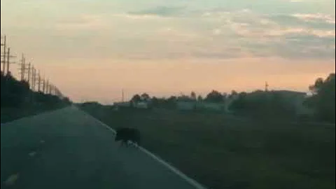 Wild Hog Southern Mississippi