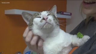 Austin Pets Alive! holds special adoption during Amplify Austin