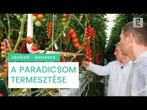 Fenntartható paradicsomtermesztés - Jövő idő | Greendex