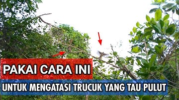 CARA MEMIKAT BURUNG TRUCUK YANG TAU DENGAN PULUT