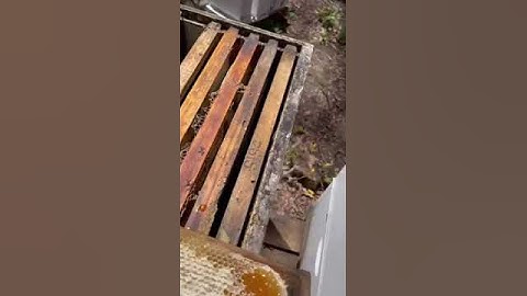 2023 01 21 - bee hive number 2 super now has fully capped honey dripping frames ready to harvest