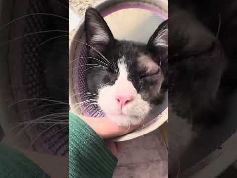 Derby Update! He's out of surgery... [STORY BELOW]