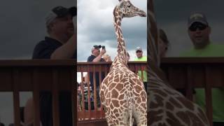 April the Giraffe eating Carrots non stop ,Animal Adventure Park