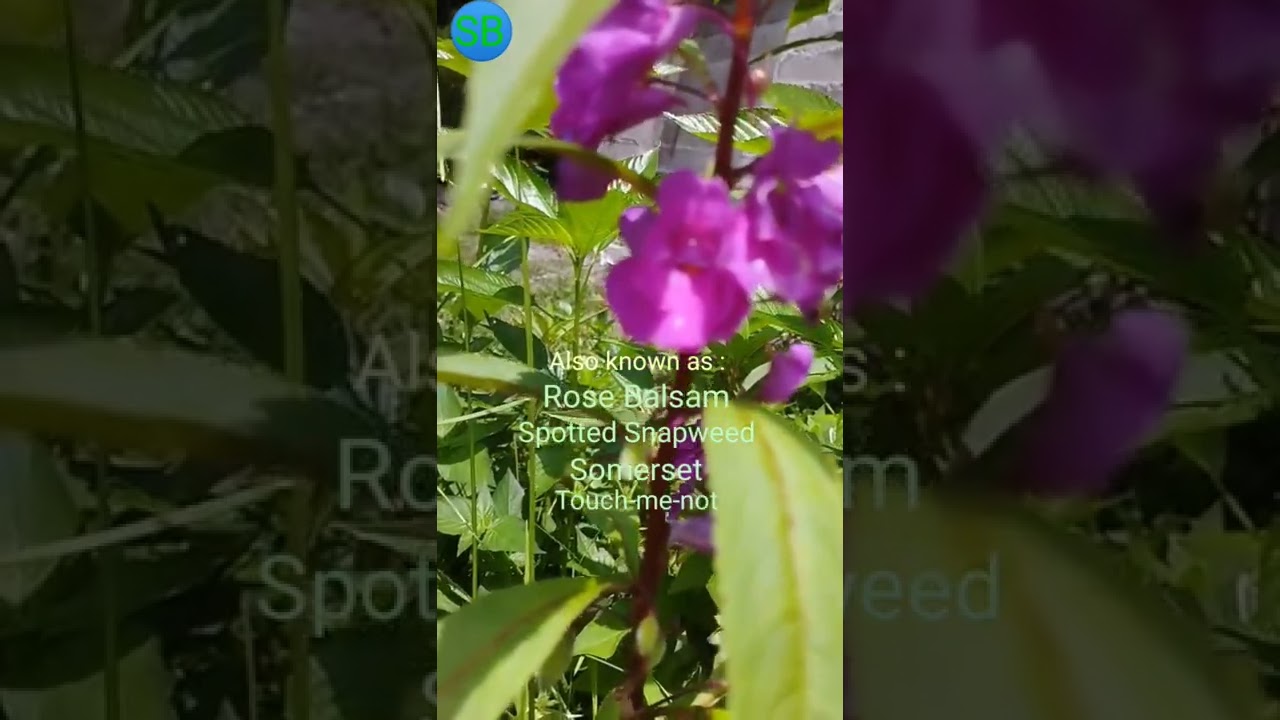 Garden Balsam Flower/ Rose Balsam/ Spotted Snapweed/ Somerset/ Touch-me-not 