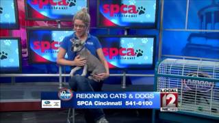 Adopt-A-Pet: June 21, 2015