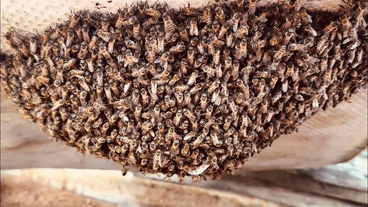 RESGATE RÁPIDO com TÉCNICAS SEGURAS 🐝