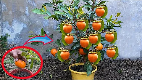 Technique Grafting Persimmon fruit with Aloe vera Successful | How to grow persimmon
