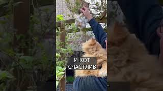 Птицы строят гнездо из ШЕРСТИ КОТА