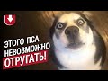 Этого пса невозможно отругать!