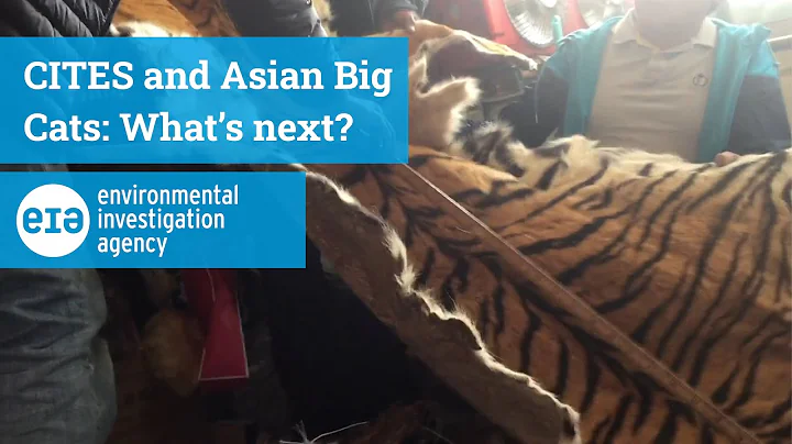 Video 1361471: wild tiger, tiger face, cats asian, big cat