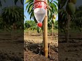 Don't Trash It! ♻️ DIY Coca-Cola Bottle Planters for Your Garden