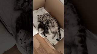 Download Lagu Chill Cat \u0026 Kittens #cutecats MP3 Download Lagu Chill Cat \u0026 Kittens #cutecats MP3
