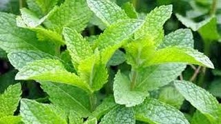 ⟹ Spearmint Peppermint an the Royal Empress Tree #mint