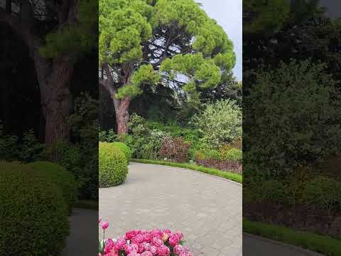 Video: Krysantemumbal i Nikitsky Botanisk Have