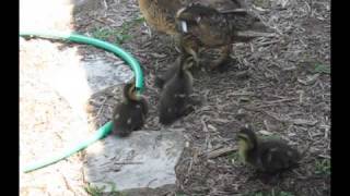 Hilarious! Ducklings Chasing Green Laser Pointer!